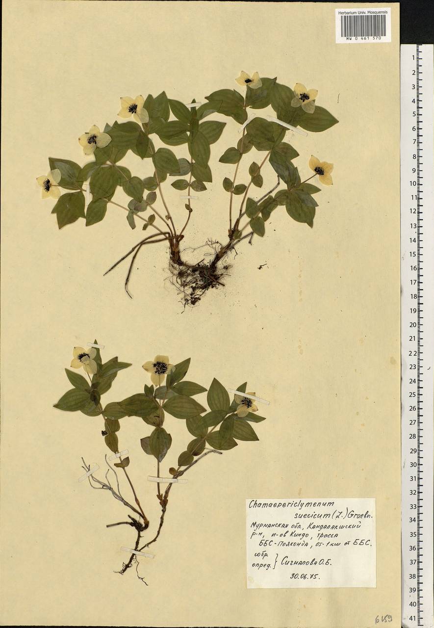 Cornus suecica L., Eastern Europe, Northern region (E1) (Russia)