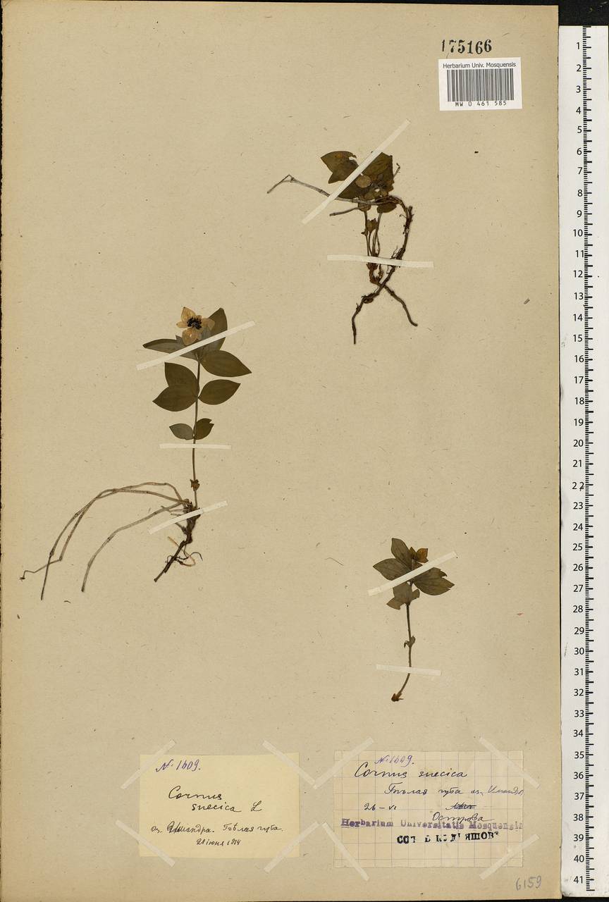 Cornus suecica L., Eastern Europe, Northern region (E1) (Russia)