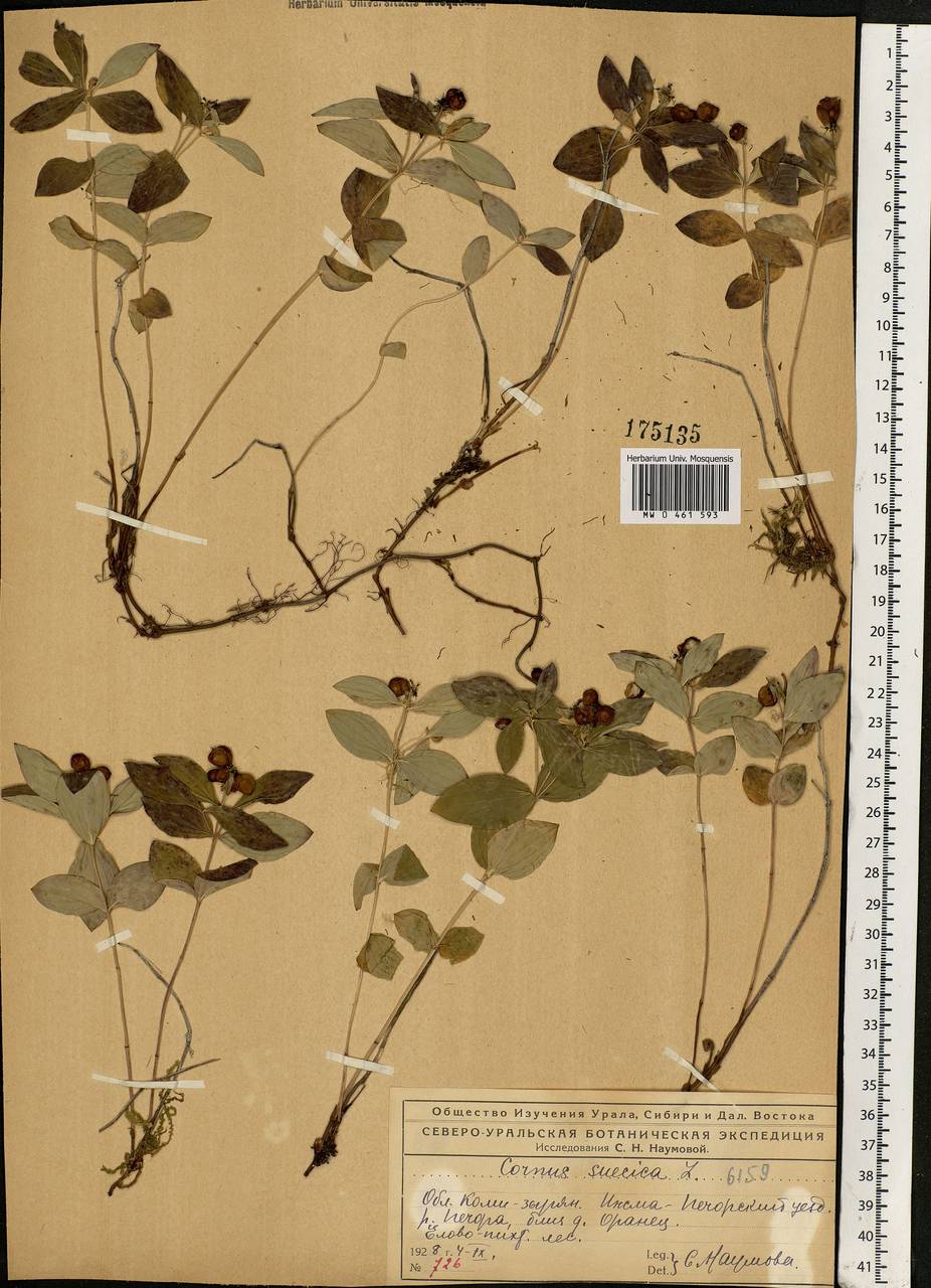 Cornus suecica L., Eastern Europe, Northern region (E1) (Russia)