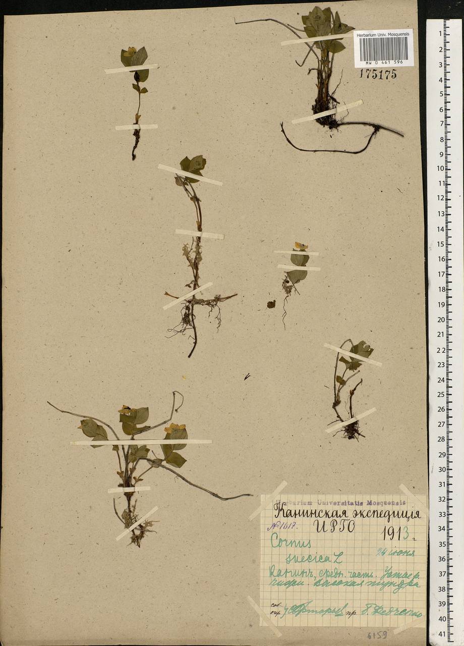 Cornus suecica L., Eastern Europe, Northern region (E1) (Russia)