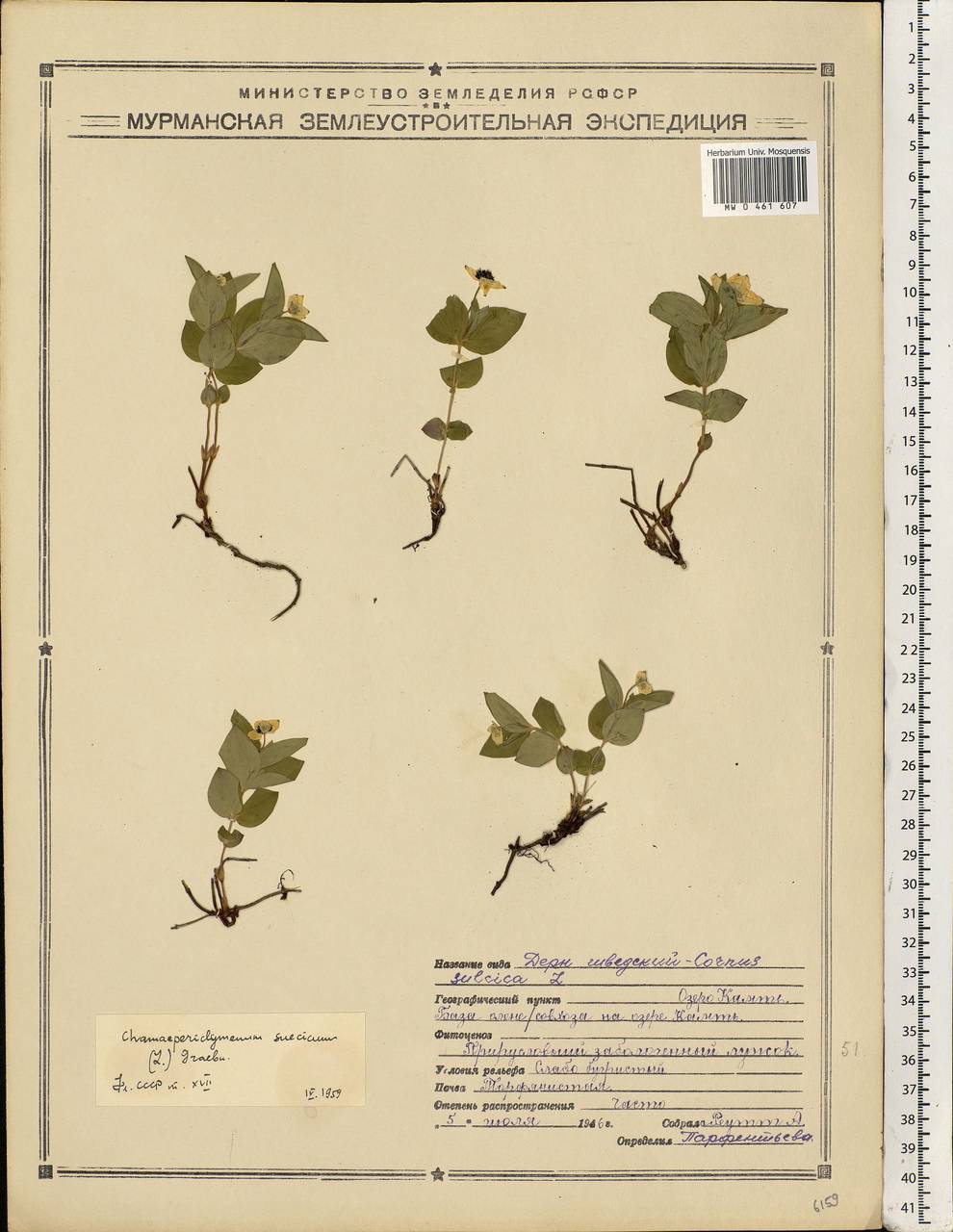 Cornus suecica L., Eastern Europe, Northern region (E1) (Russia)