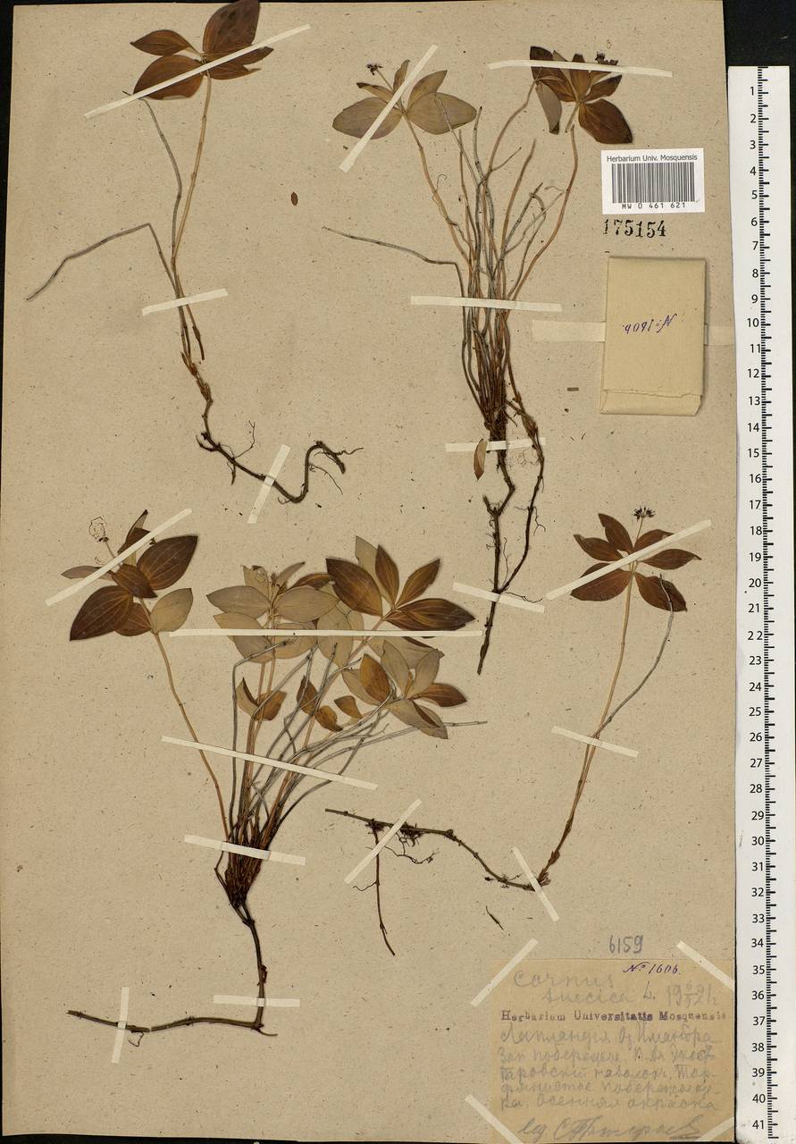 Cornus suecica L., Eastern Europe, Northern region (E1) (Russia)