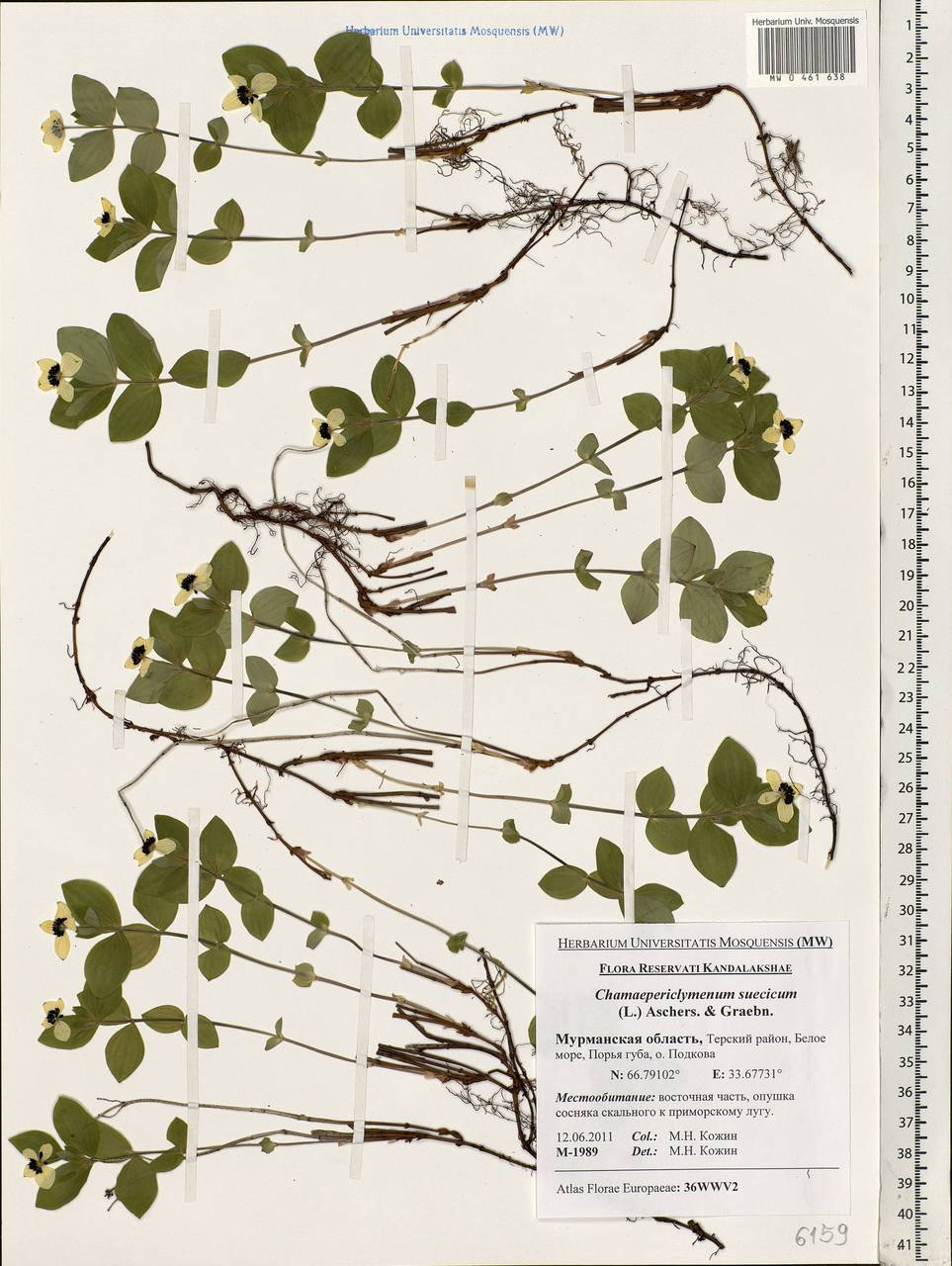 Cornus suecica L., Eastern Europe, Northern region (E1) (Russia)