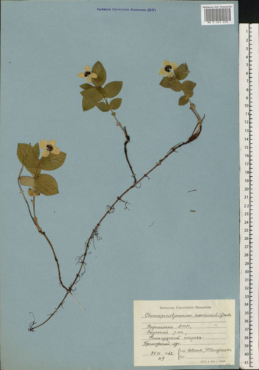 Cornus suecica L., Eastern Europe, Northern region (E1) (Russia)