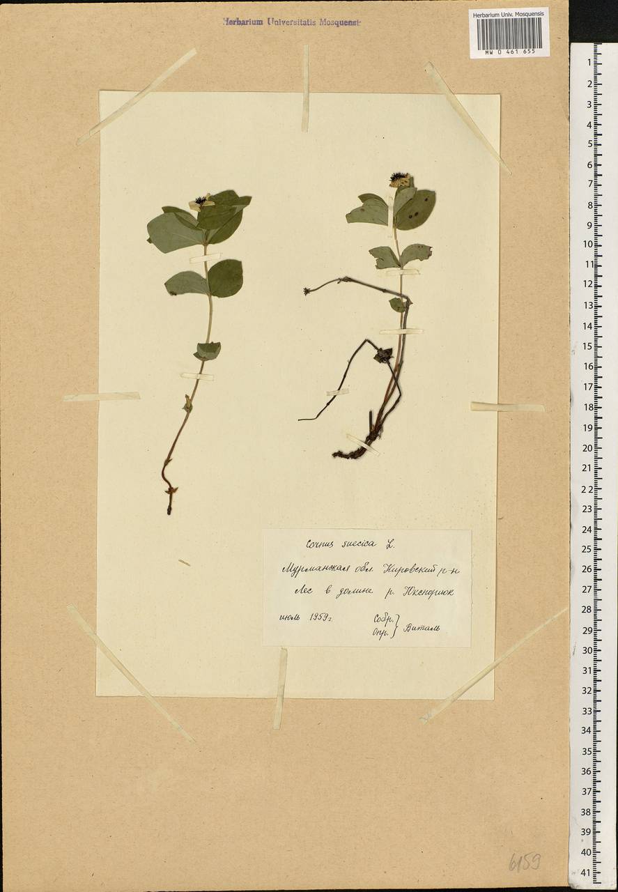 Cornus suecica L., Eastern Europe, Northern region (E1) (Russia)