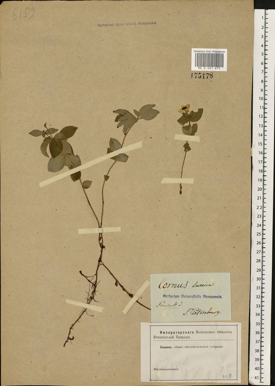 Cornus suecica L., Eastern Europe, North-Western region (E2) (Russia)