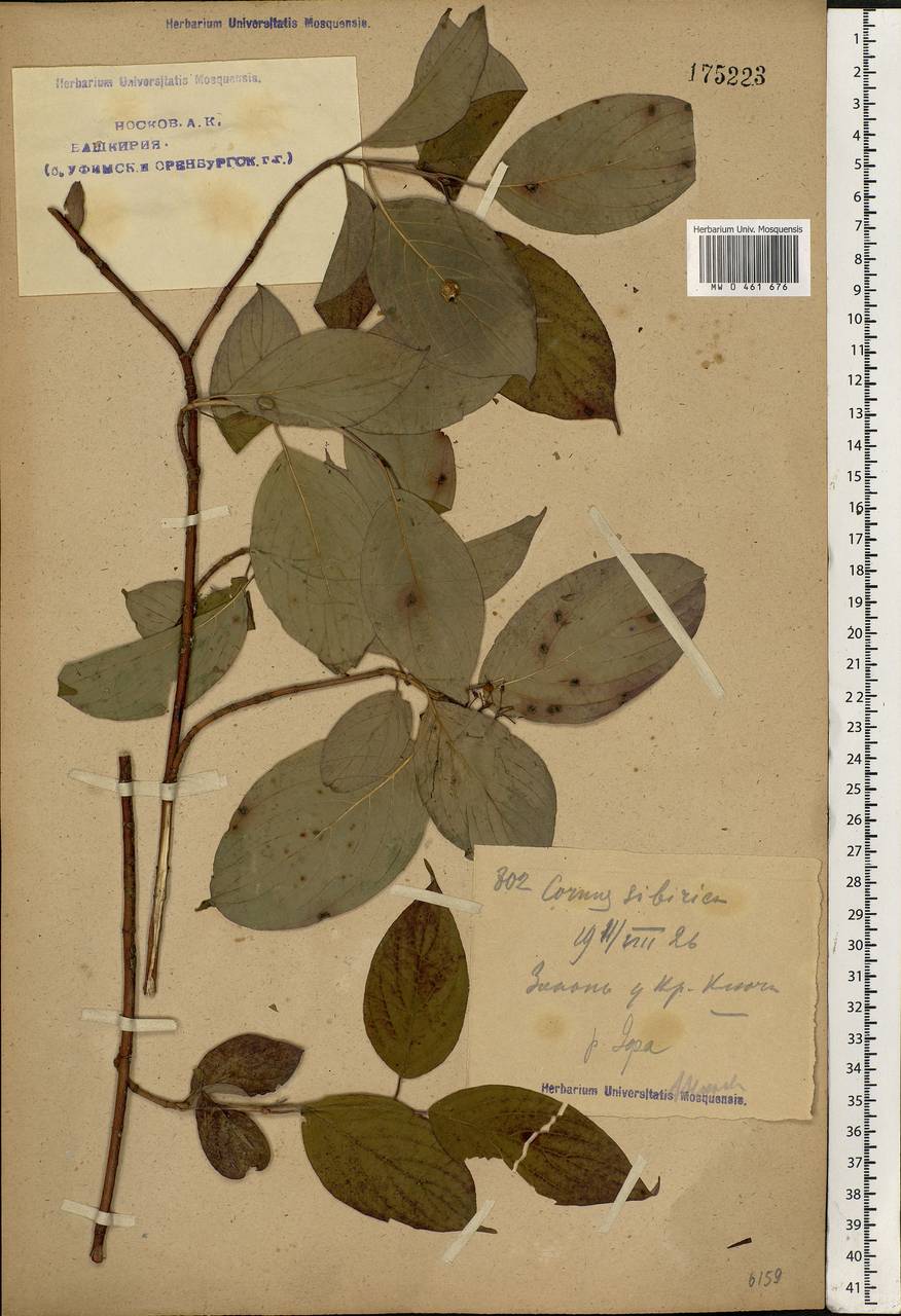 Cornus alba L., Eastern Europe, Eastern region (E10) (Russia)