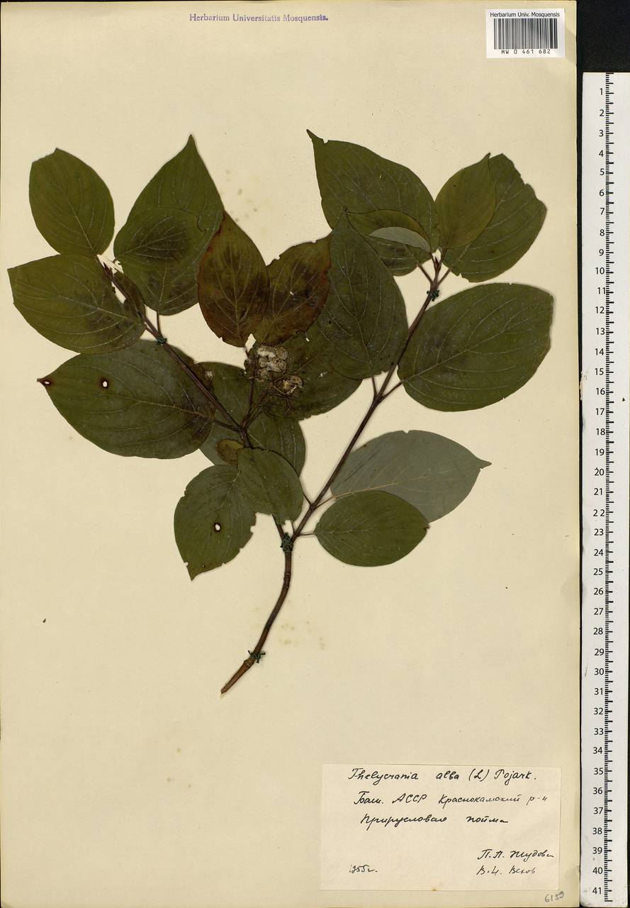 Cornus alba L., Eastern Europe, Eastern region (E10) (Russia)