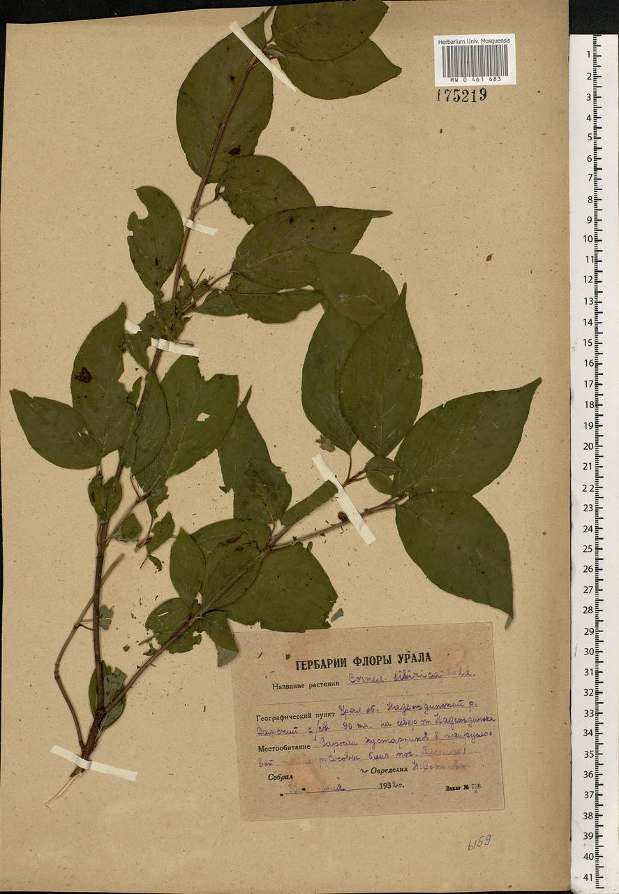 Cornus alba L., Eastern Europe, Eastern region (E10) (Russia)