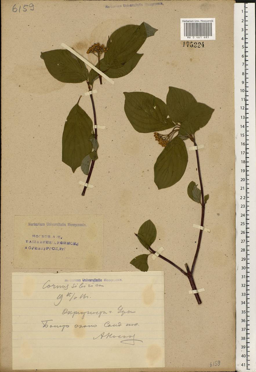 Cornus alba L., Eastern Europe, Eastern region (E10) (Russia)