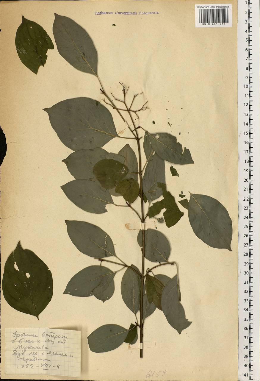 Cornus, Eastern Europe, West Ukrainian region (E13) (Ukraine)