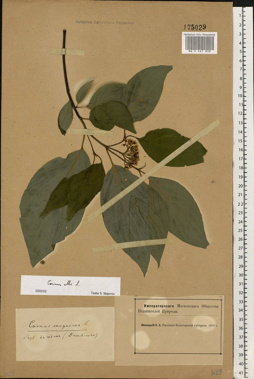 Cornus alba L., Eastern Europe, Northern region (E1) (Russia)