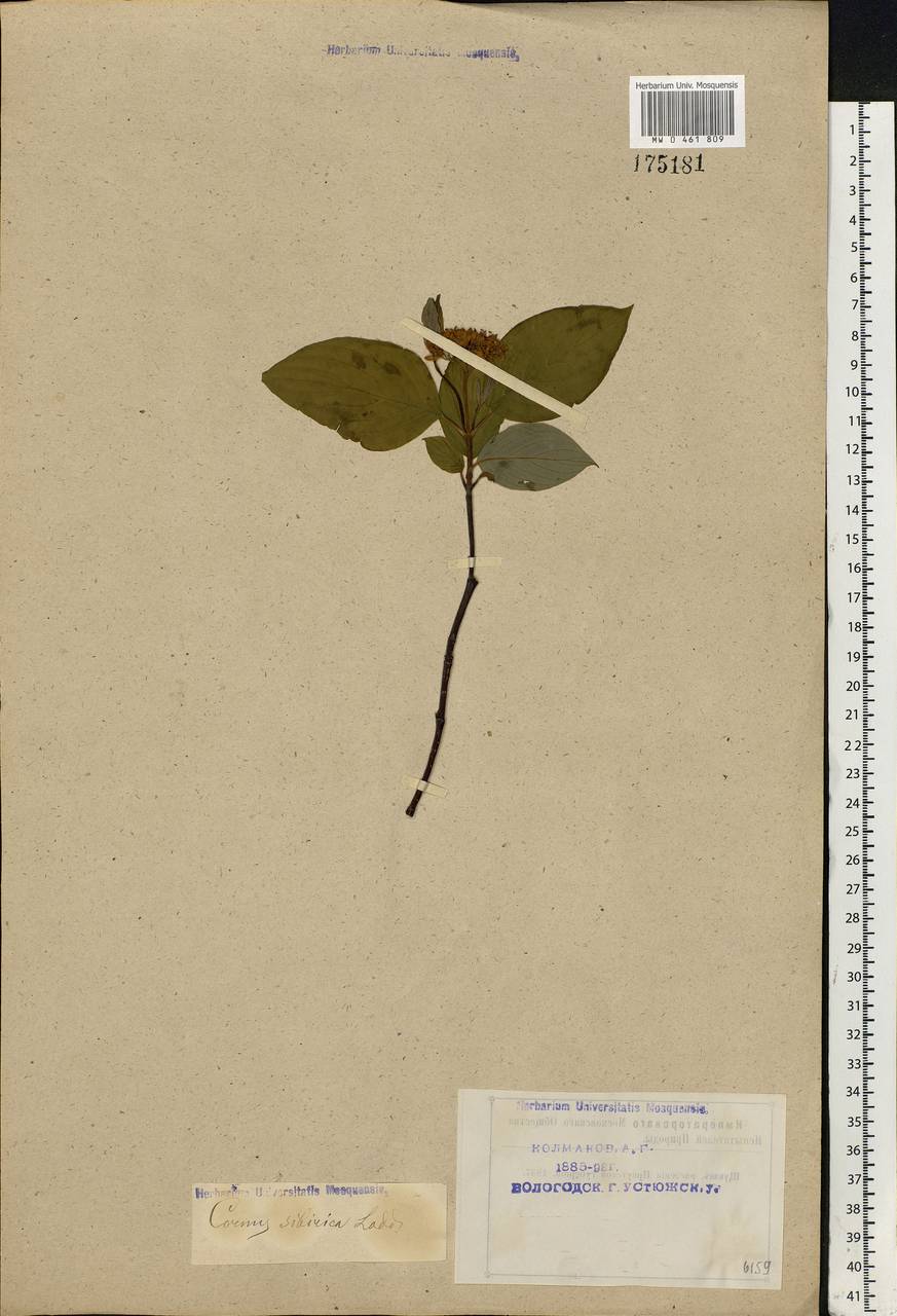 Cornus alba L., Eastern Europe, Northern region (E1) (Russia)