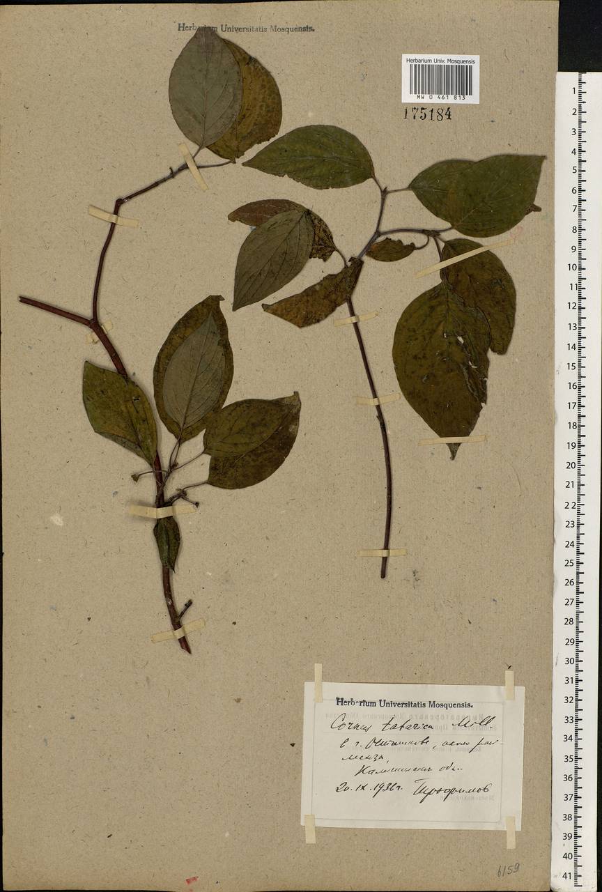 Cornus alba L., Eastern Europe, North-Western region (E2) (Russia)