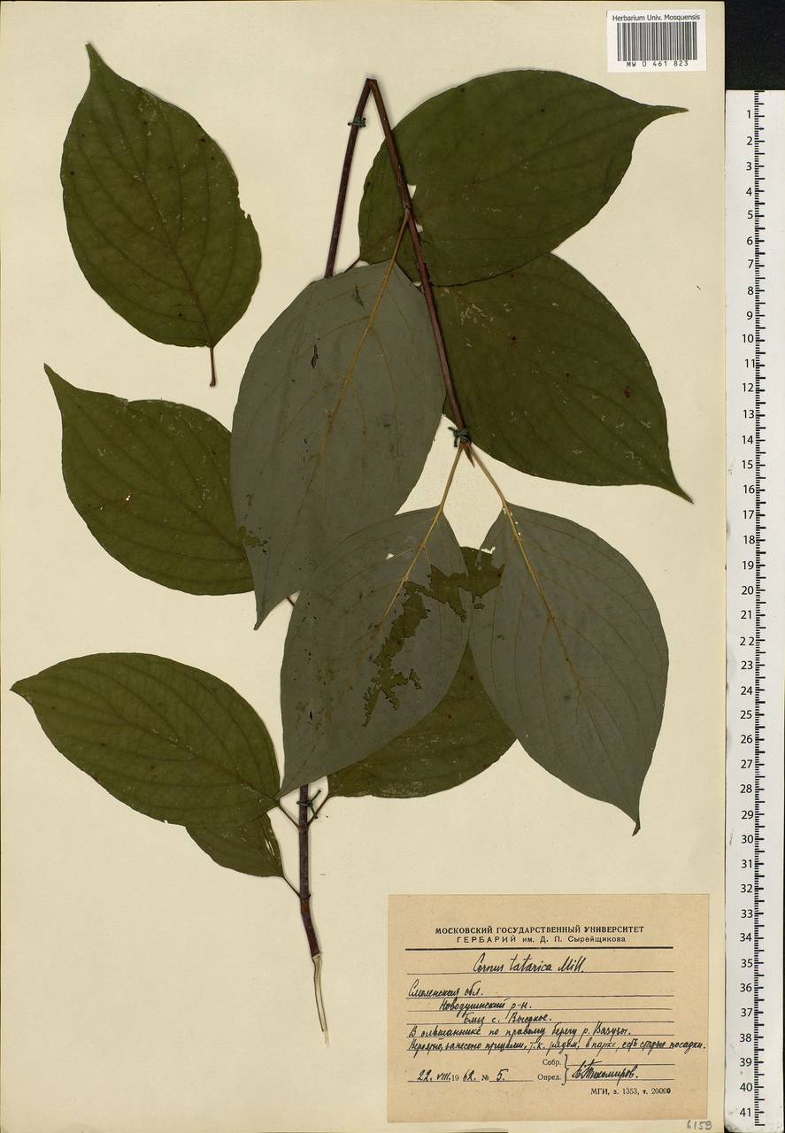 Cornus alba L., Eastern Europe, Western region (E3) (Russia)