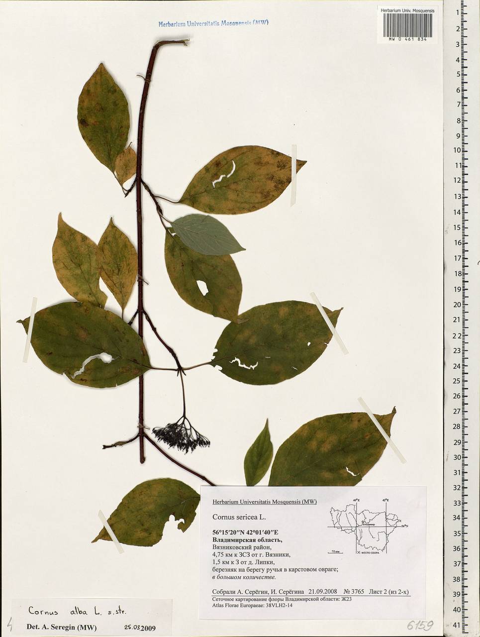 Cornus alba L., Eastern Europe, Central region (E4) (Russia)