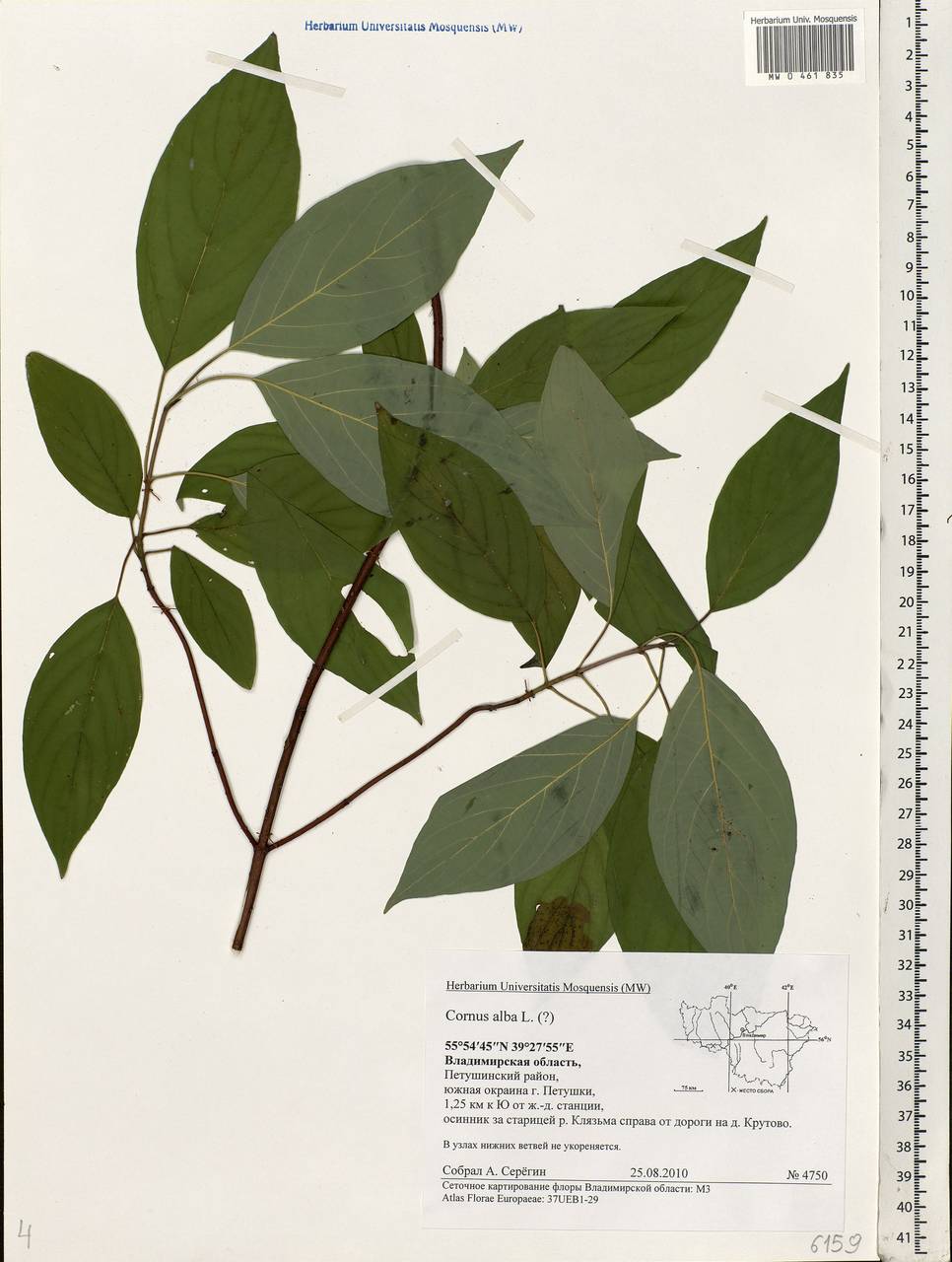 Cornus alba L., Eastern Europe, Central region (E4) (Russia)