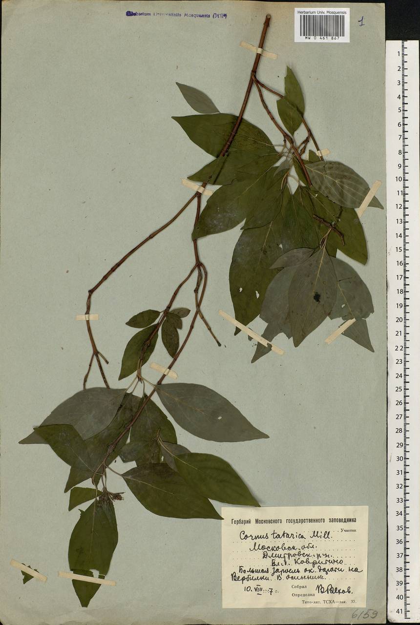 Cornus alba L., Eastern Europe, Moscow region (E4a) (Russia)