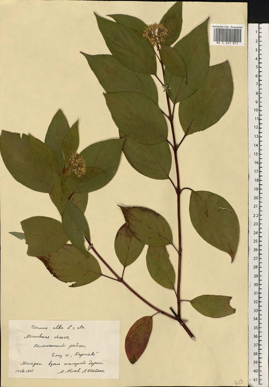 Cornus alba L., Eastern Europe, Moscow region (E4a) (Russia)