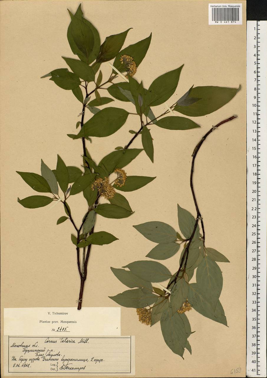 Cornus alba L., Eastern Europe, Moscow region (E4a) (Russia)