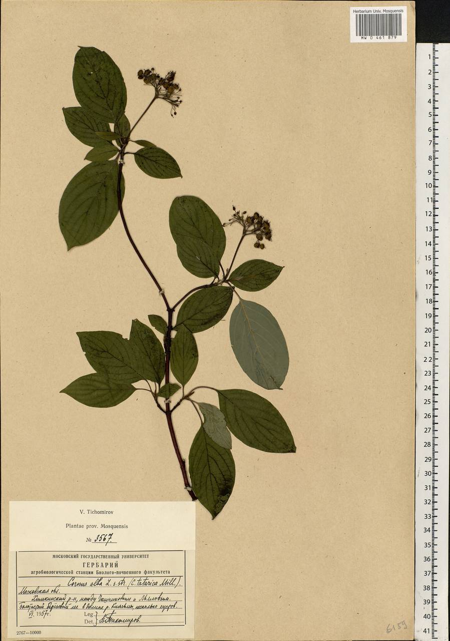 Cornus alba L., Eastern Europe, Moscow region (E4a) (Russia)