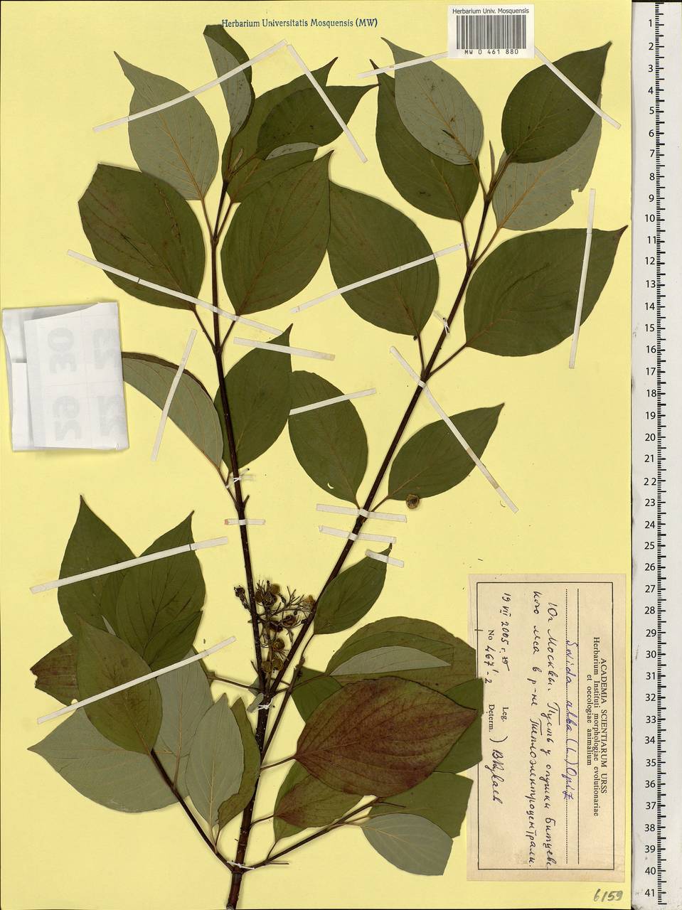 Cornus alba L., Eastern Europe, Moscow region (E4a) (Russia)