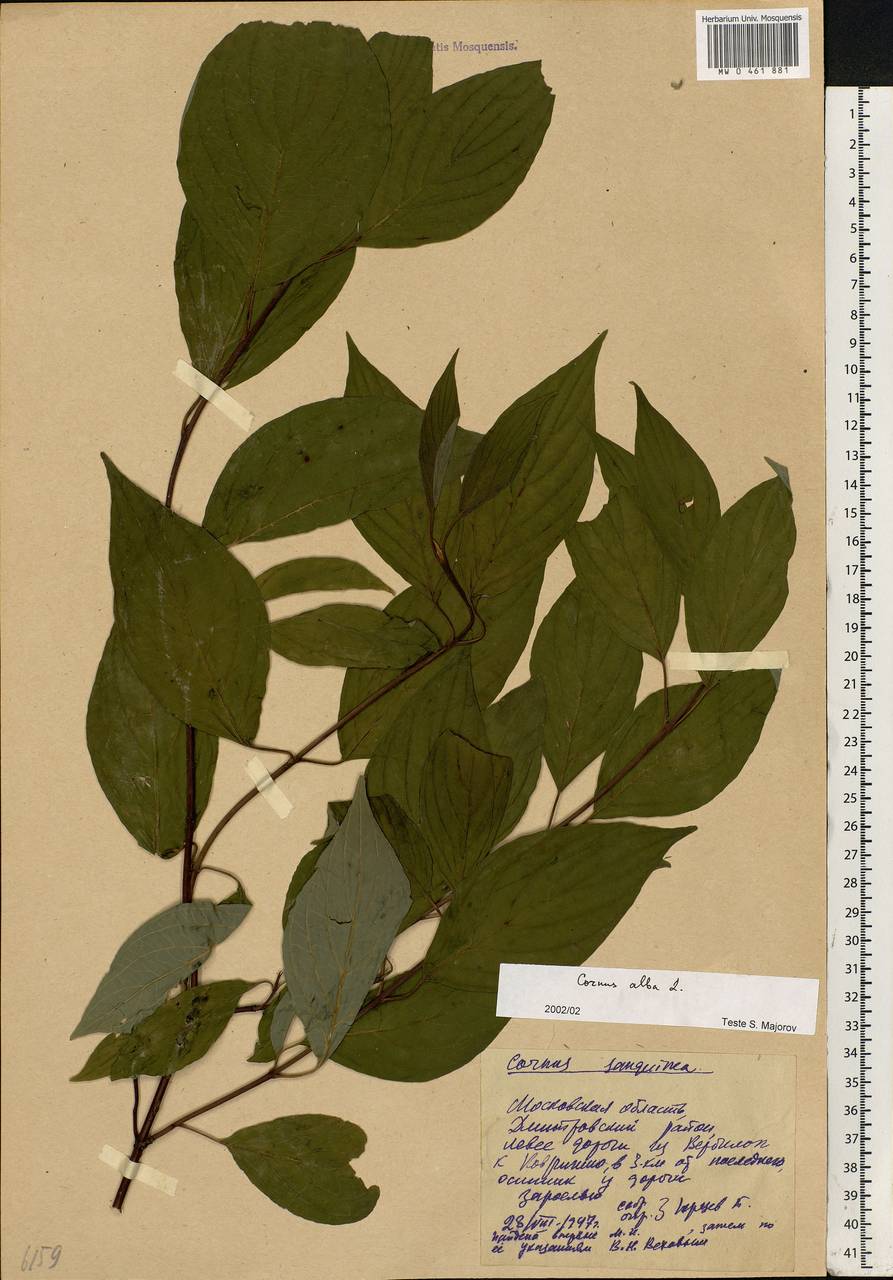 Cornus alba L., Eastern Europe, Moscow region (E4a) (Russia)