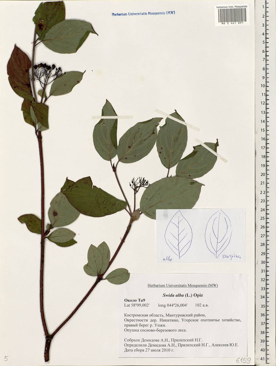 Cornus alba L., Eastern Europe, Central forest region (E5) (Russia)