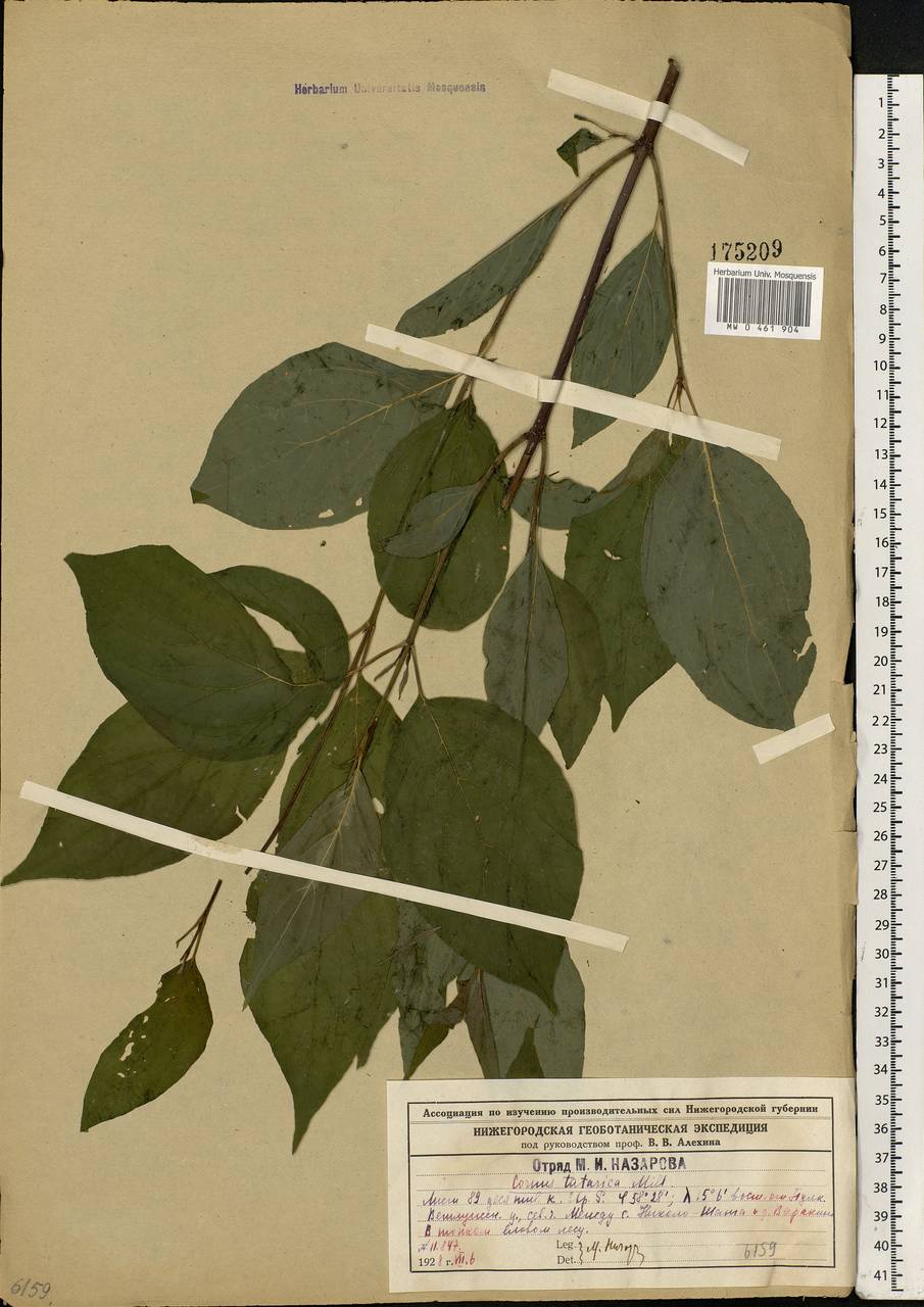 Cornus alba L., Eastern Europe, Central forest region (E5) (Russia)