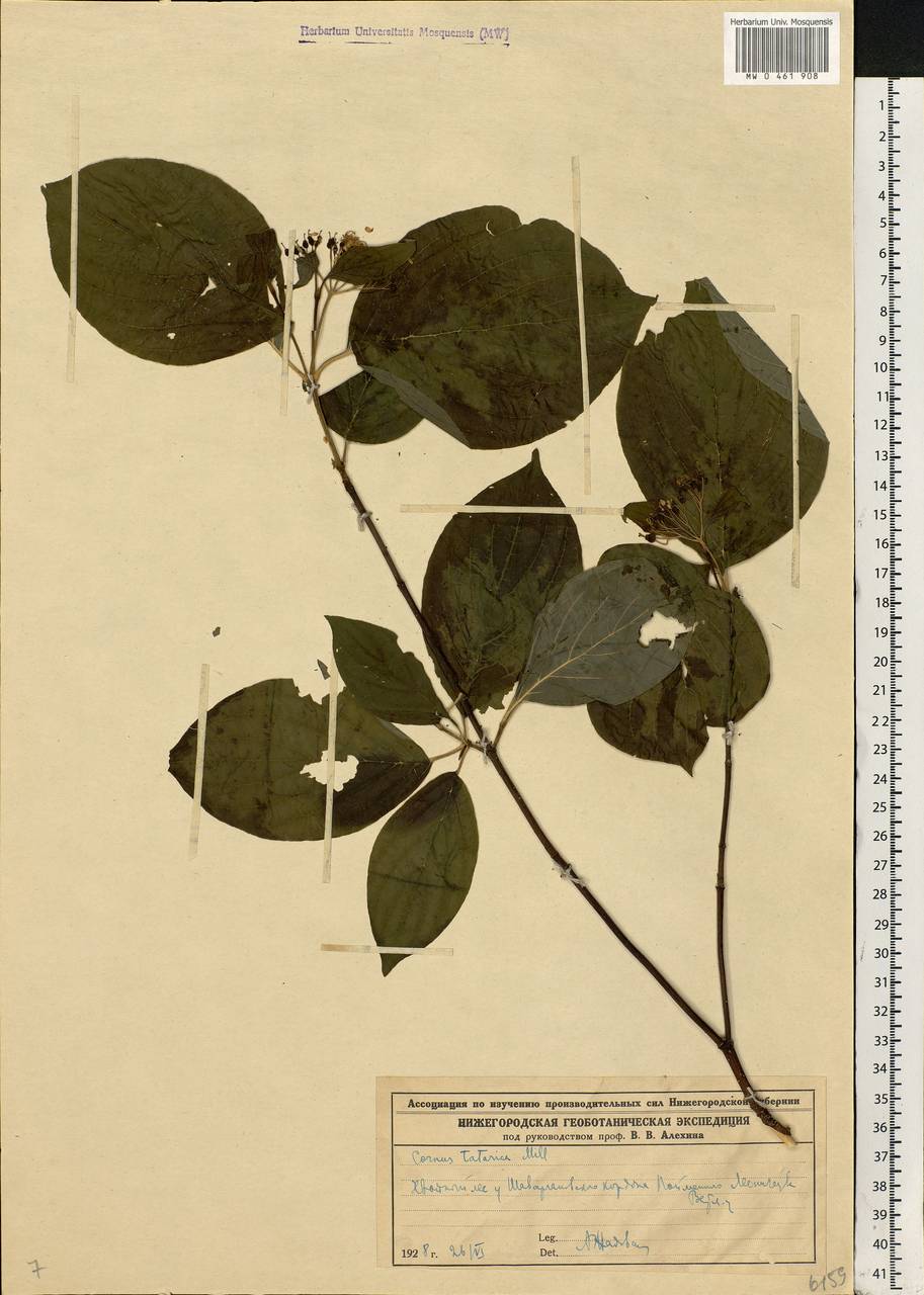 Cornus alba L., Eastern Europe, Volga-Kama region (E7) (Russia)