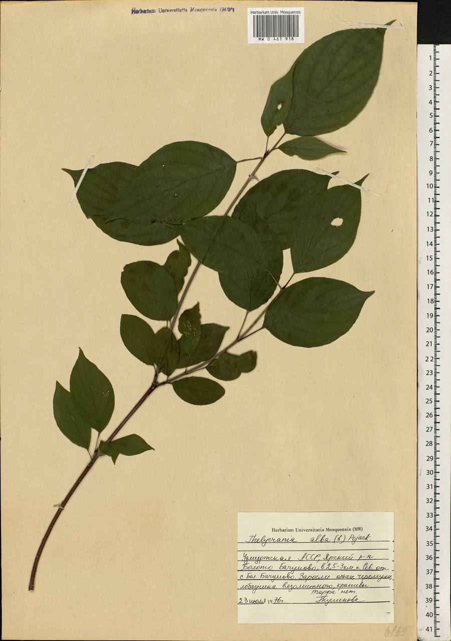 Cornus alba L., Eastern Europe, Volga-Kama region (E7) (Russia)