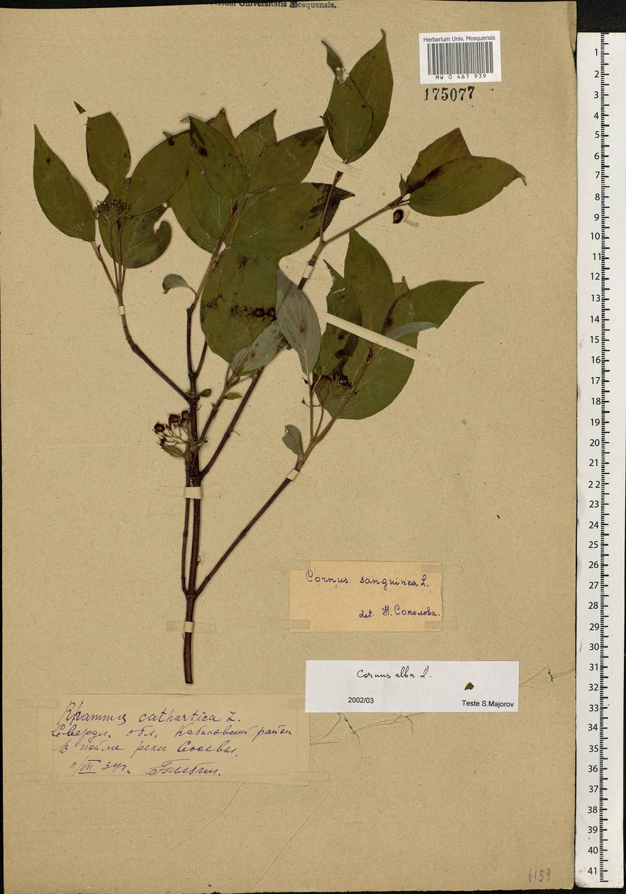 Cornus alba L., Eastern Europe, Eastern region (E10) (Russia)