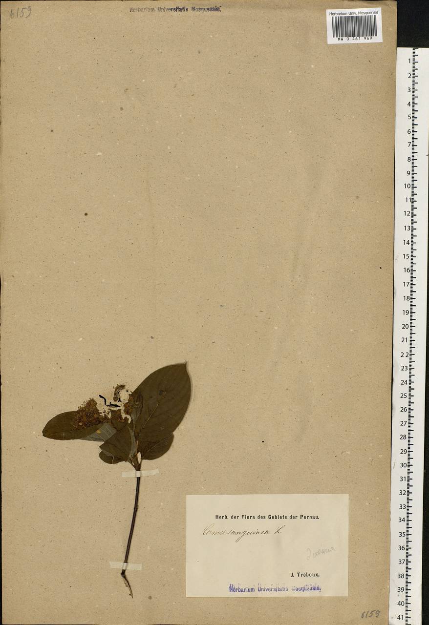 Cornus sanguinea L., Eastern Europe, Estonia (E2c) (Estonia)