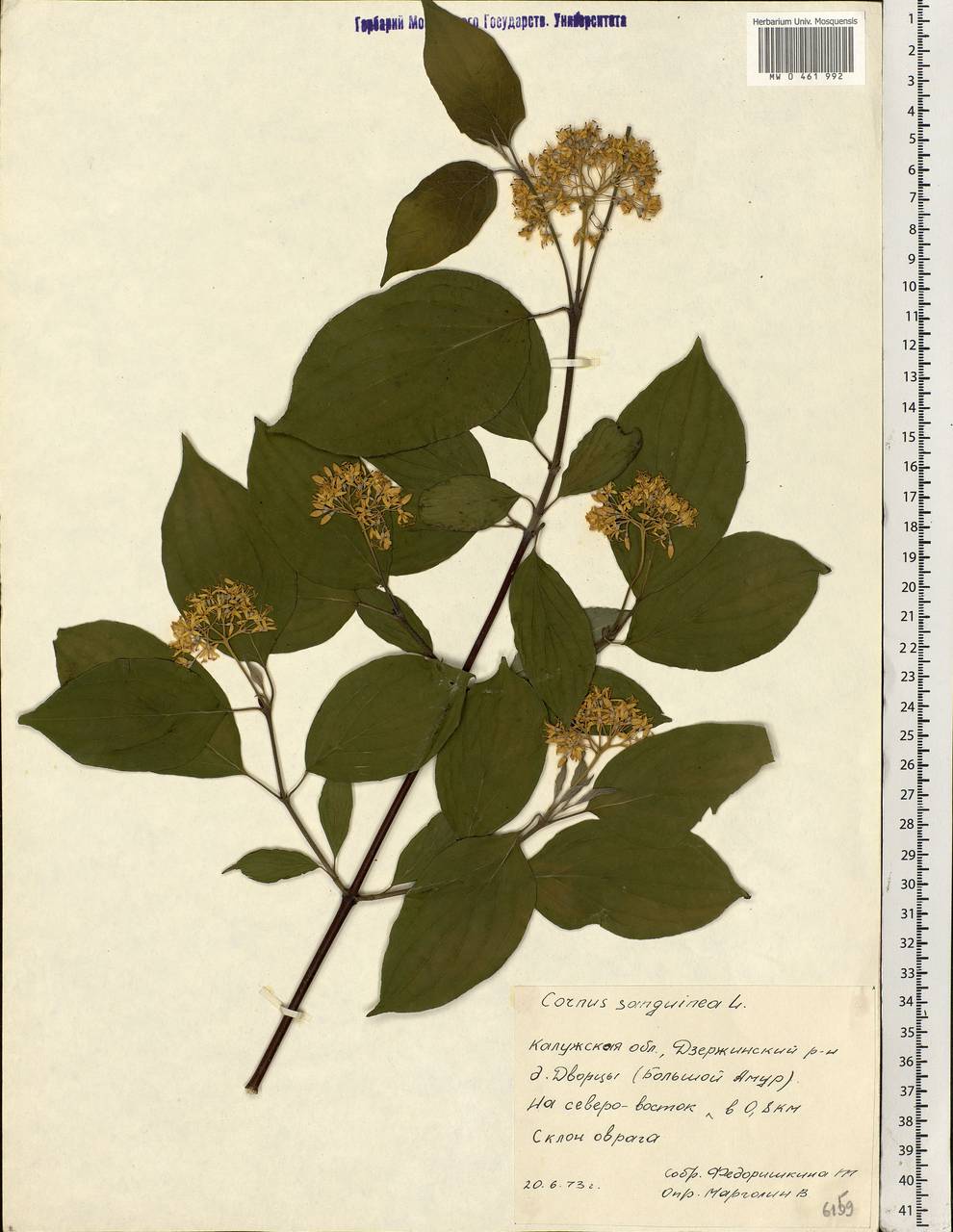 Cornus sanguinea L., Eastern Europe, Central region (E4) (Russia)