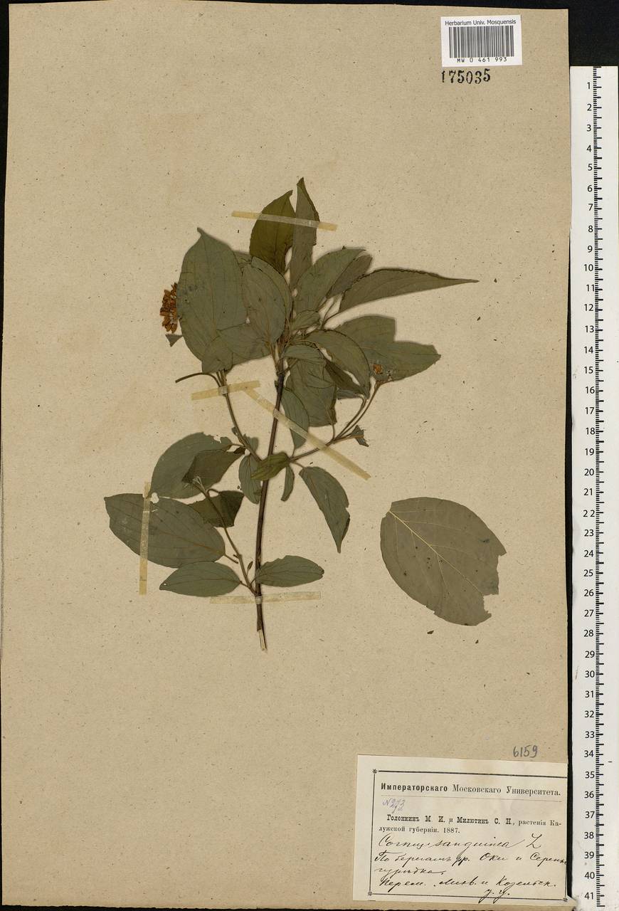 Cornus sanguinea L., Eastern Europe, Central region (E4) (Russia)