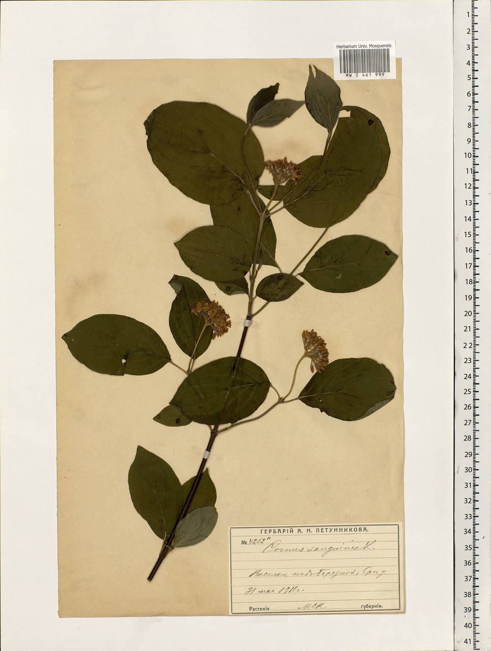 Cornus sanguinea L., Eastern Europe, Moscow region (E4a) (Russia)