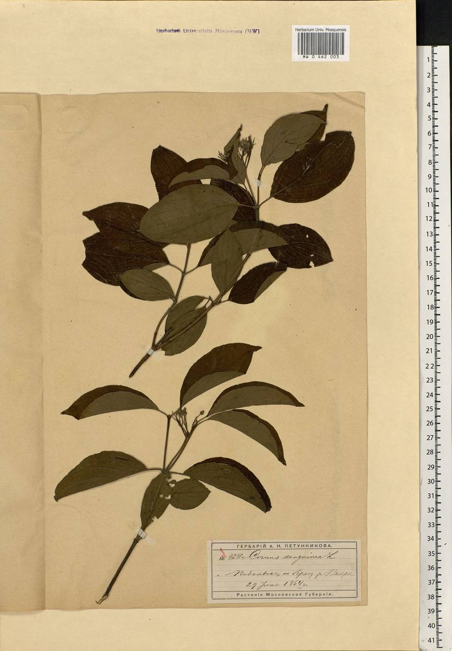 Cornus sanguinea L., Eastern Europe, Moscow region (E4a) (Russia)