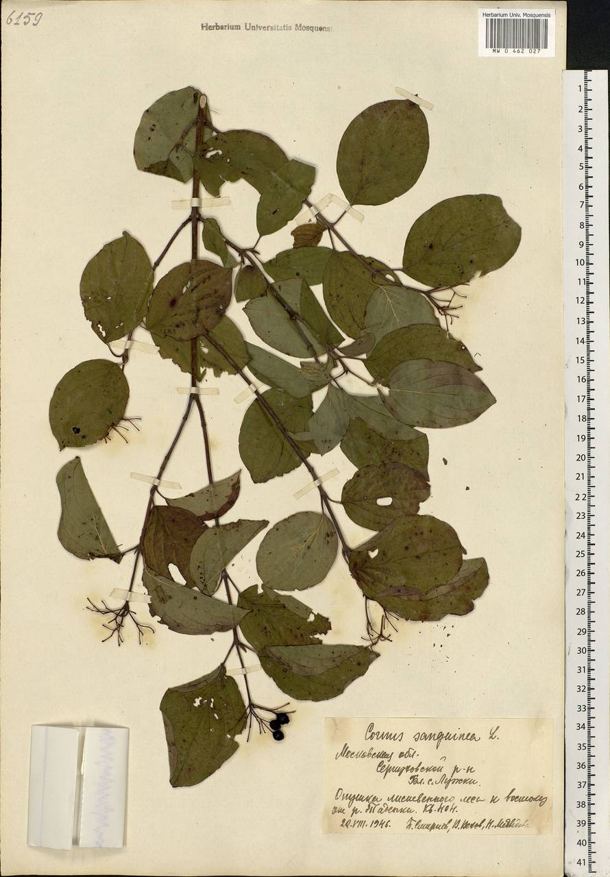 Cornus sanguinea L., Eastern Europe, Moscow region (E4a) (Russia)