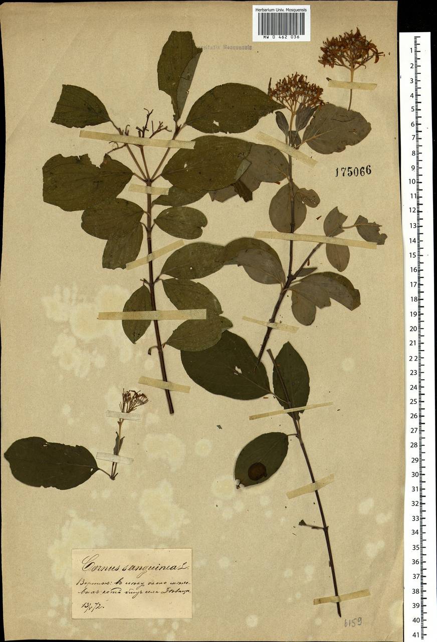 Cornus sanguinea L., Eastern Europe, Central forest-and-steppe region (E6) (Russia)