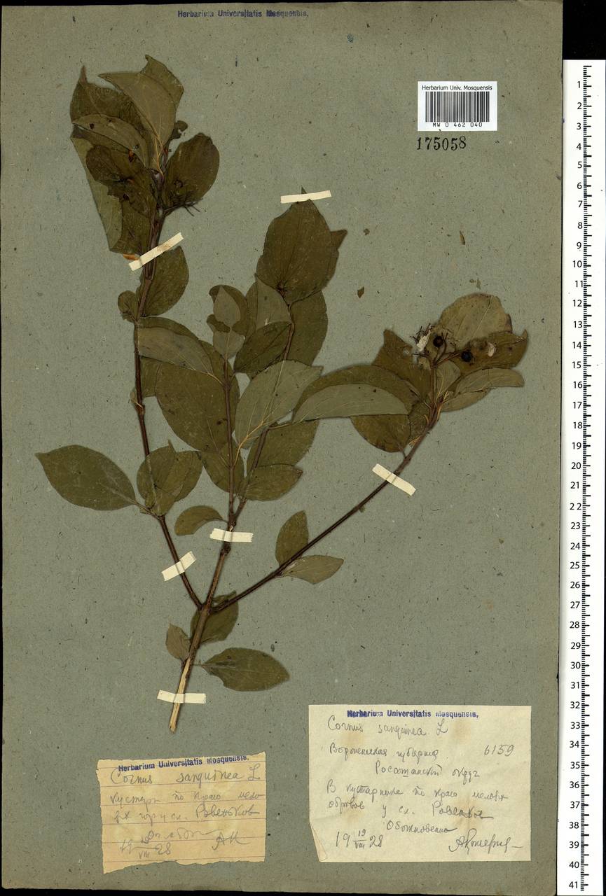 Cornus sanguinea subsp. sanguinea, Eastern Europe, Central forest-and-steppe region (E6) (Russia)