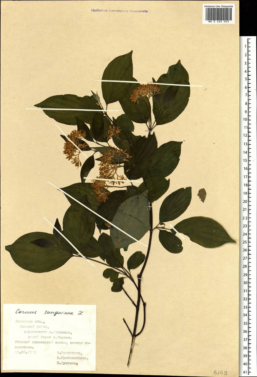 Cornus sanguinea L., Eastern Europe, Central forest-and-steppe region (E6) (Russia)