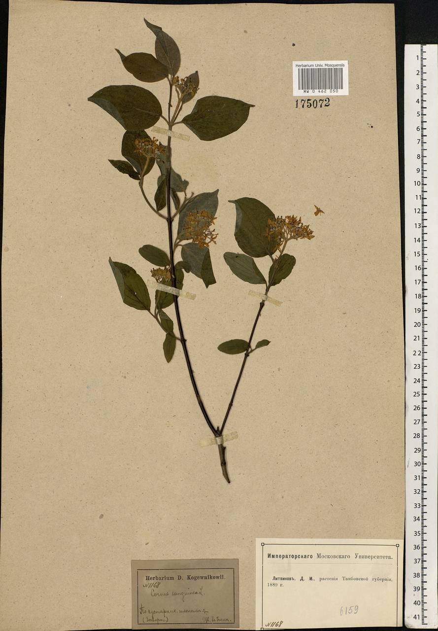 Cornus sanguinea L., Eastern Europe, Central forest-and-steppe region (E6) (Russia)