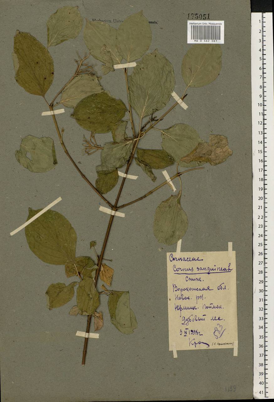 Cornus sanguinea L., Eastern Europe, Central forest-and-steppe region (E6) (Russia)