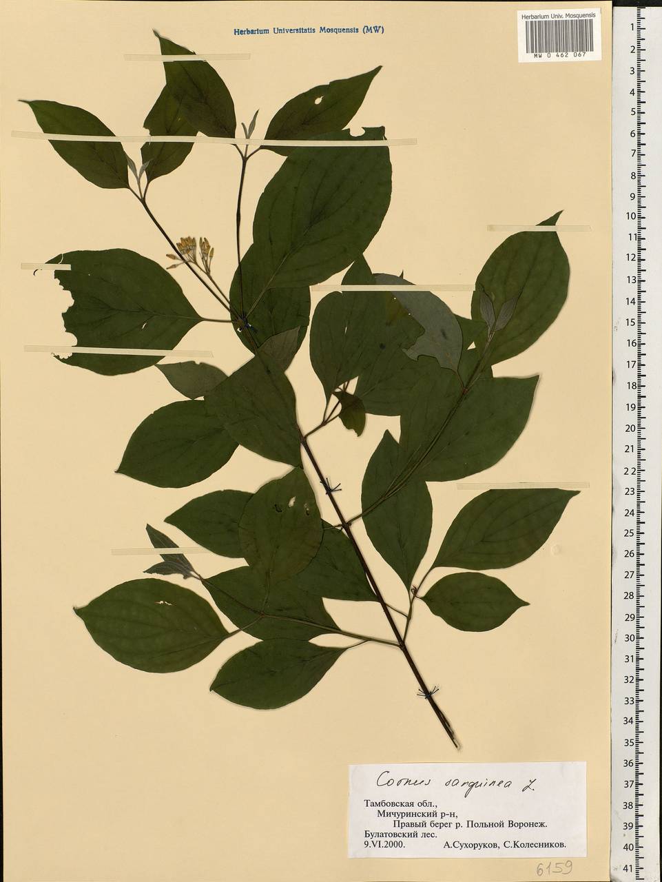 Cornus sanguinea L., Eastern Europe, Central forest-and-steppe region (E6) (Russia)