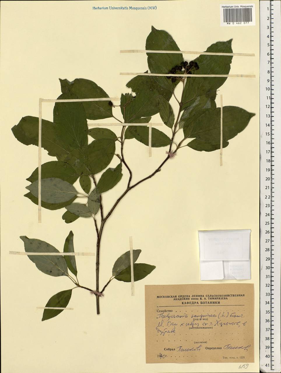 Cornus sanguinea L., Eastern Europe, North Ukrainian region (E11) (Ukraine)