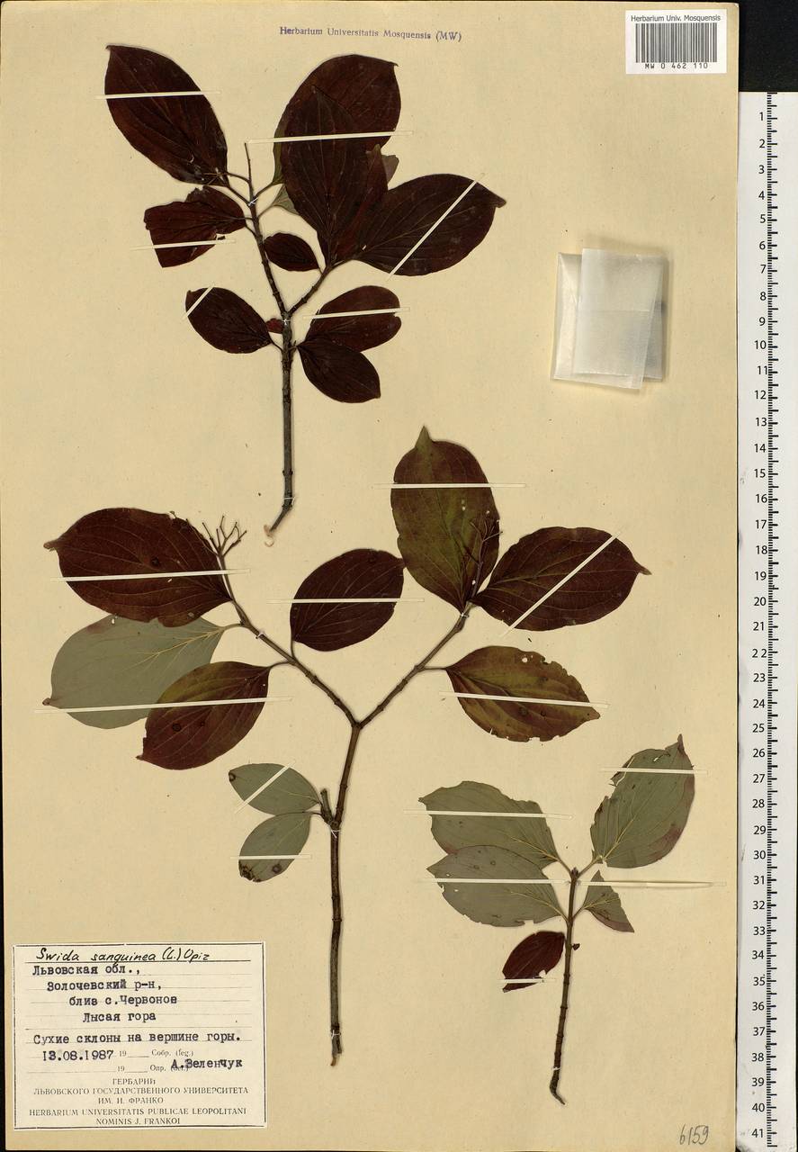 Cornus sanguinea L., Eastern Europe, West Ukrainian region (E13) (Ukraine)