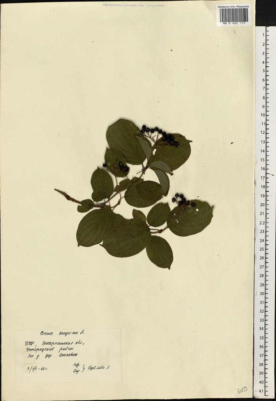 Cornus sanguinea L., Eastern Europe, West Ukrainian region (E13) (Ukraine)