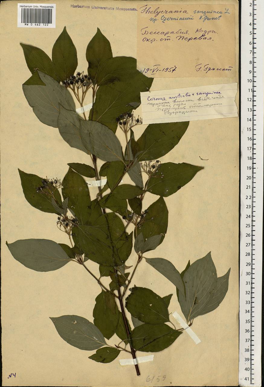 Cornus sanguinea subsp. sanguinea, Eastern Europe, Moldova (E13a) (Moldova)