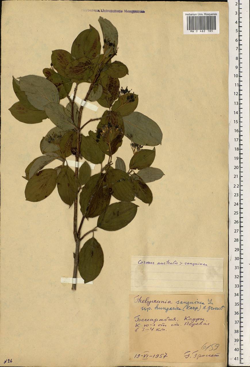 Cornus sanguinea subsp. sanguinea, Eastern Europe, Moldova (E13a) (Moldova)