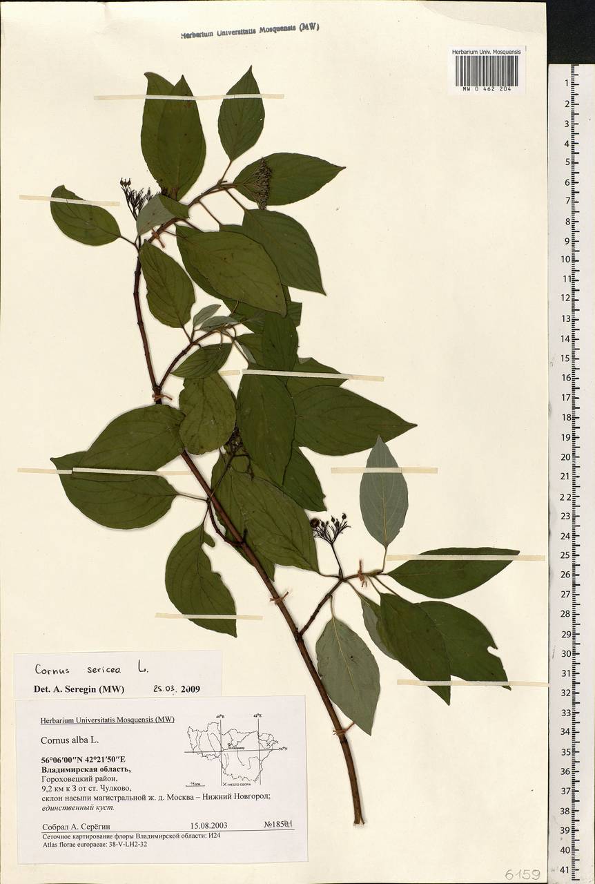 Cornus sericea L., Eastern Europe, Central region (E4) (Russia)